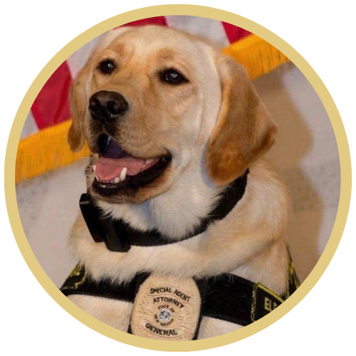 Photo of Special Agent Joey. Special Agent Joey is an Electronic Scent Detection K9, which means he can detect any device that has electronic storage. He is the only one in New Mexico. The photo is framed in a circle gold frame. Joey is a golden retriever.