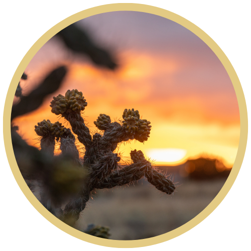 Image of a New Mexico sunset in the background, the photographer focused on a cactus, giving the sunset a soft blurred affect. The image is framed by a gold circle frame.